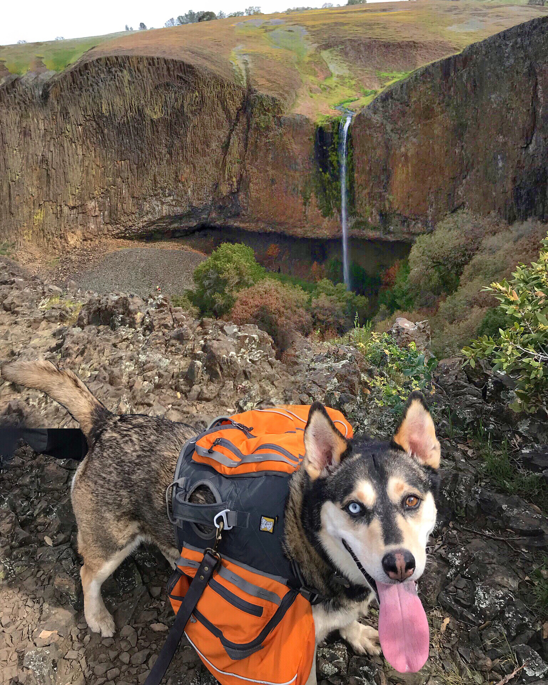 dog winter hiking gear