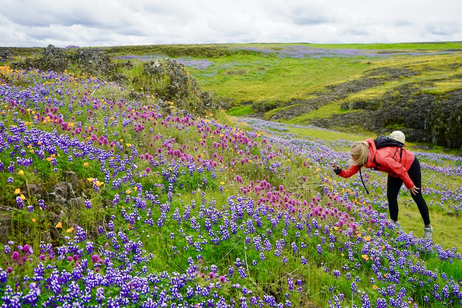 Hiking to Phantom Falls, California's Best Spring Wildflower Hike