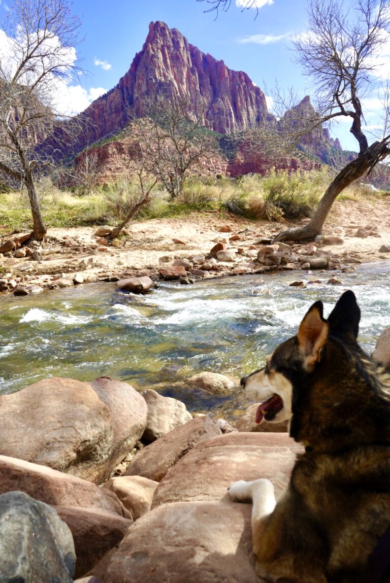 Visiting Zion National Park With A Dog | The Ultimate Dog-Friendly ...