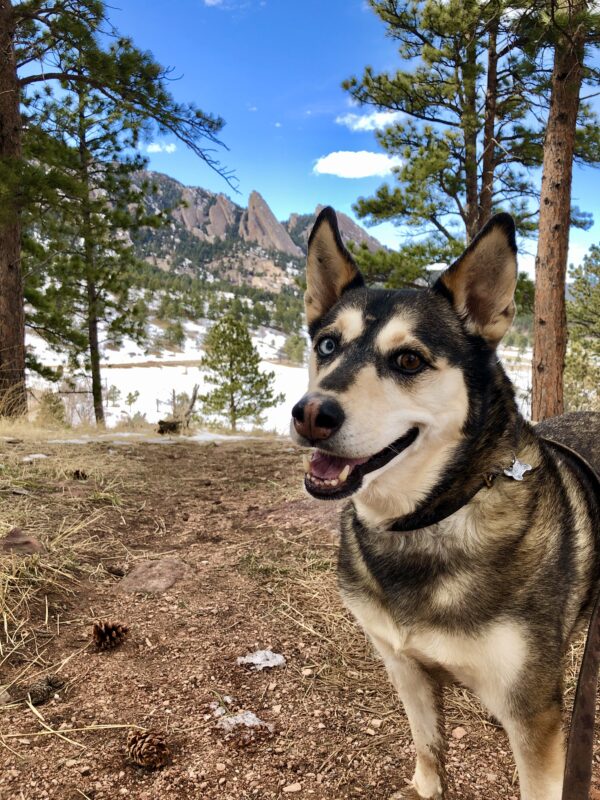 11 Stunning Dog-Friendly Hikes in Boulder County » Bonjour Becky