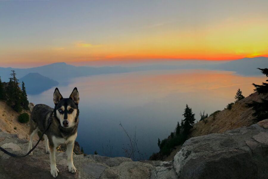 Visiting Crater Lake National Park with Dogs | Dog-Friendly Guide to