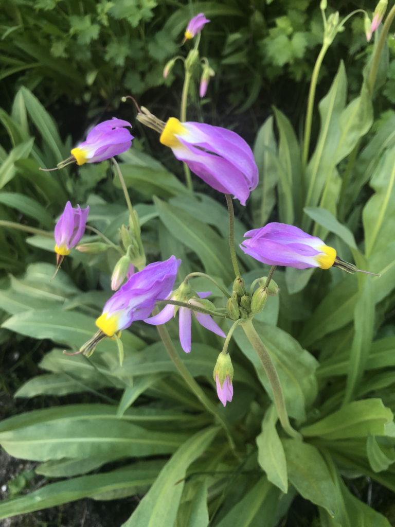 Alpine shooting stars at Big Pine Lakes