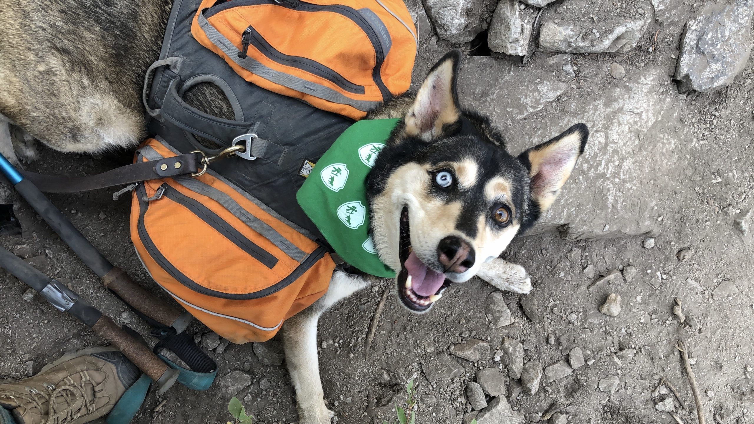 Kayaking With Your Dog – Dogs That Hike