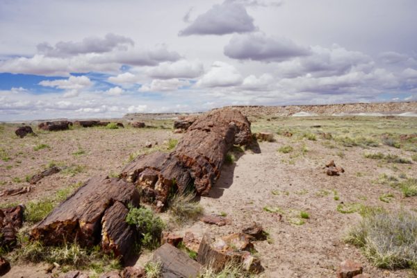 Petrified Forest Is the Most Dog-Friendly National Park » Bonjour Becky